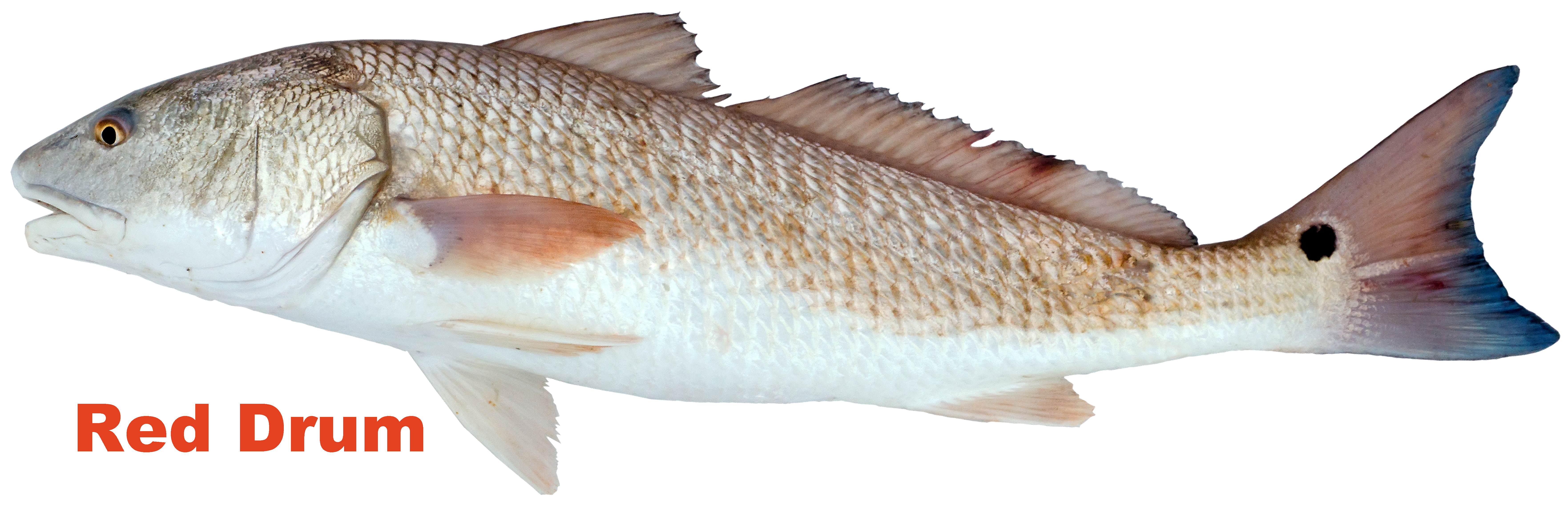 Red Drum Fish Laser Cut Out Sign 19.5x20.5 Reproduction Vintage Signs